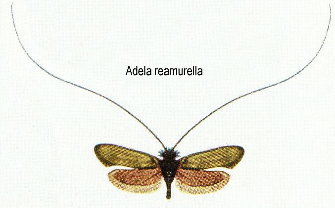 Adelidae Insects of Britain and Ireland Lepidoptera families Adelidae