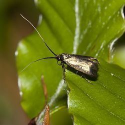 Adelidae Adelidae Wikipedia