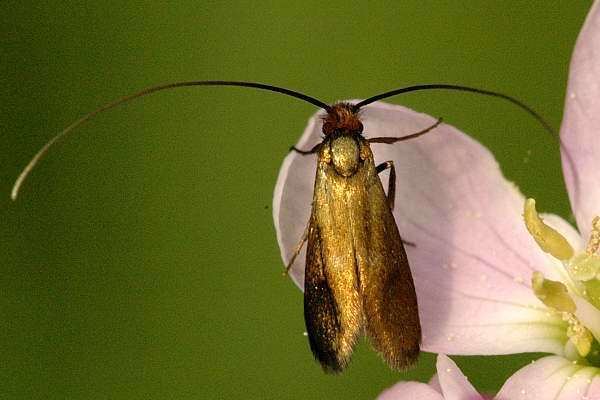 Adelidae wwwcommanstereucommansterInsectsMothsSpMoths