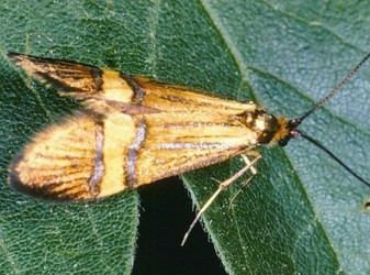 Adelidae Adelidae