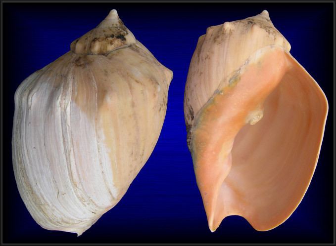 Adelomelon brasiliana Adelomelon brasiliana Lamarck 1811