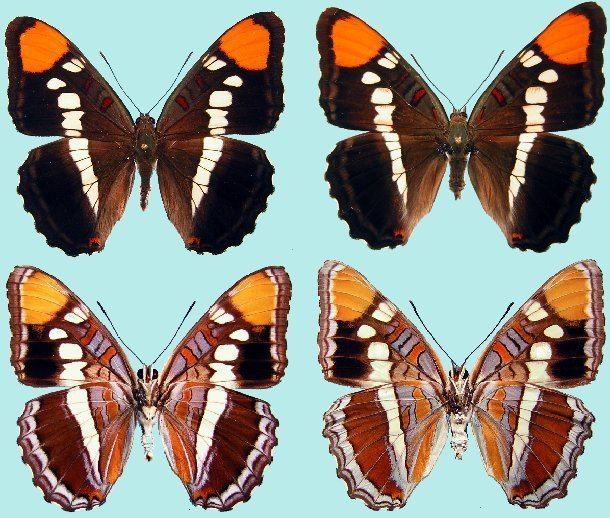 Adelpha californica Adelpha californica Raising ButterfliesHow to find and care for