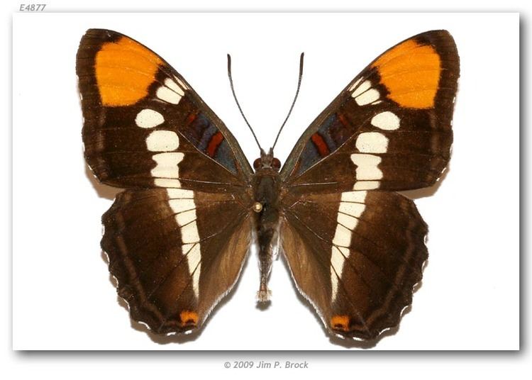 Adelpha californica butterfliesofamericacomimagesNymphalidaeLimeni