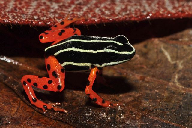 Adelphobates quinquevittatus Species Highlight Adelphobates Quinquevittatus The Frog Lady