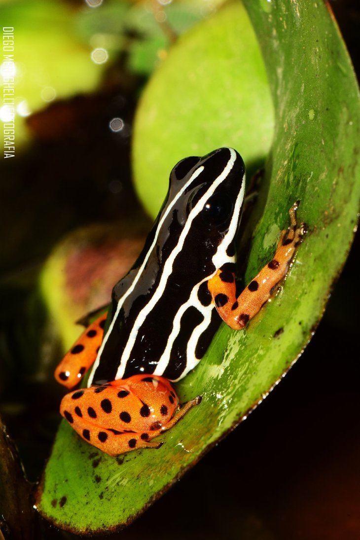 Adelphobates quinquevittatus Q is forAdelphobates quinquevittatus The Frog Lady