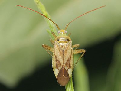 Adelphocoris lineolatus Miridae Adelphocoris lineolatus