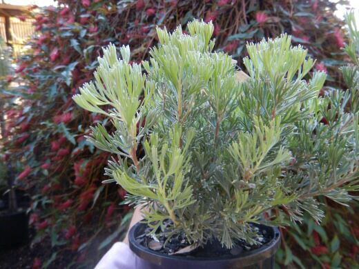 Adenanthos × cunninghamii Adenanthos cunninghamii 39Lighthouse39 Woolly Bush Gardening With