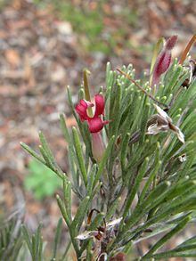 Adenanthos × cunninghamii httpsuploadwikimediaorgwikipediacommonsthu