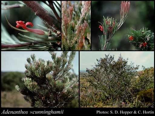 Adenanthos × cunninghamii Adenanthos x cunninghamii Meisn FloraBase Flora of Western Australia