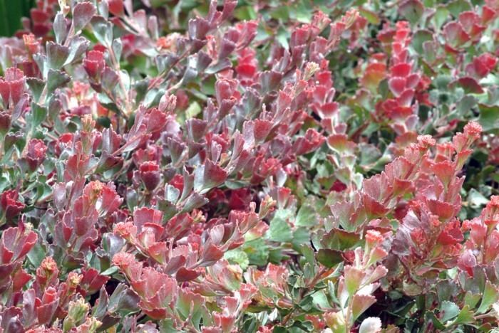 Adenanthos cuneatus Adenanthos Cuneatus Lullfitz Nursery