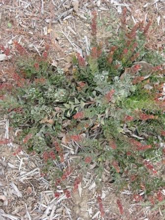 Adenanthos cuneatus Adenanthos cuneatus Australian Native Plants Plants 8007016517