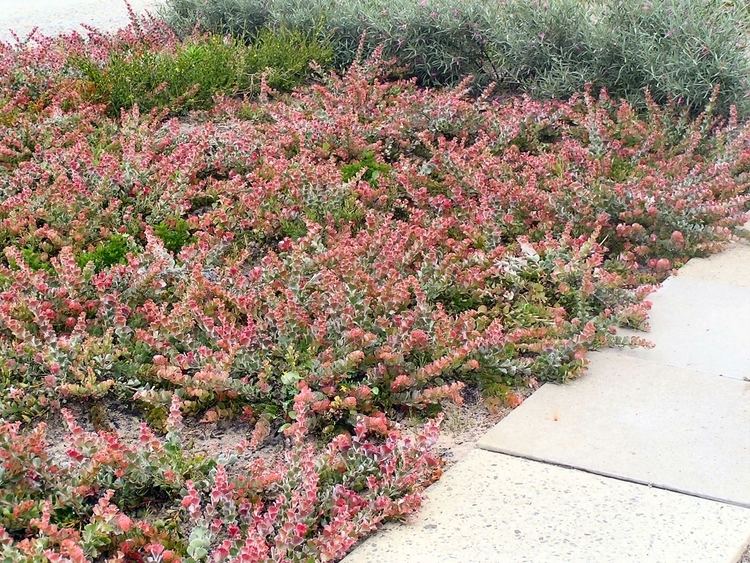 Adenanthos cuneatus Adenanthos cuneatus 39Coral Carpet39 Jug Flower Gardening With Angus