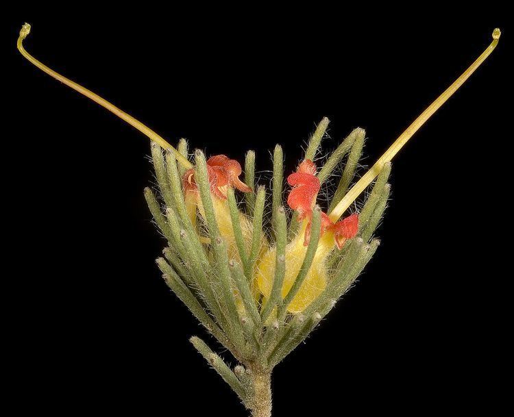 Adenanthos drummondii