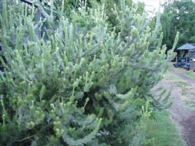 Adenanthos Adenanthos sericeus Australian Native Plants Plants 8007016517