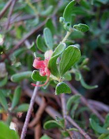 Adenanthos glabrescens httpsuploadwikimediaorgwikipediacommonsthu