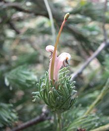 Adenanthos macropodianus httpsuploadwikimediaorgwikipediacommonsthu