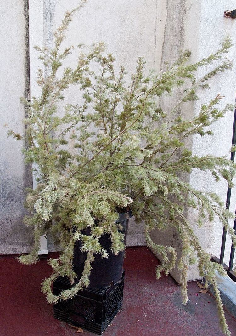 Adenanthos sericeus subsp. sericeus