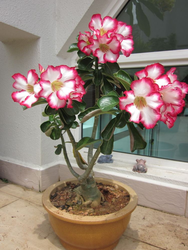 Adenium Welcome to Buds and Berry