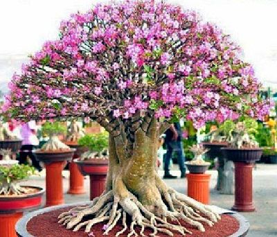 Adenium 6 Benefits of Plant Adenium For Health and Beauty Plants for