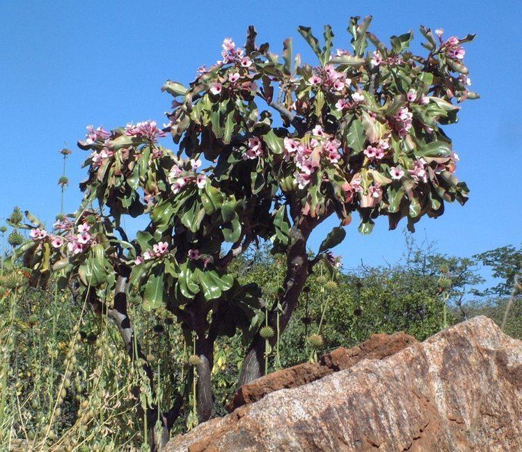 Adenium boehmianum Photo Guide to Plants of Southern Africa