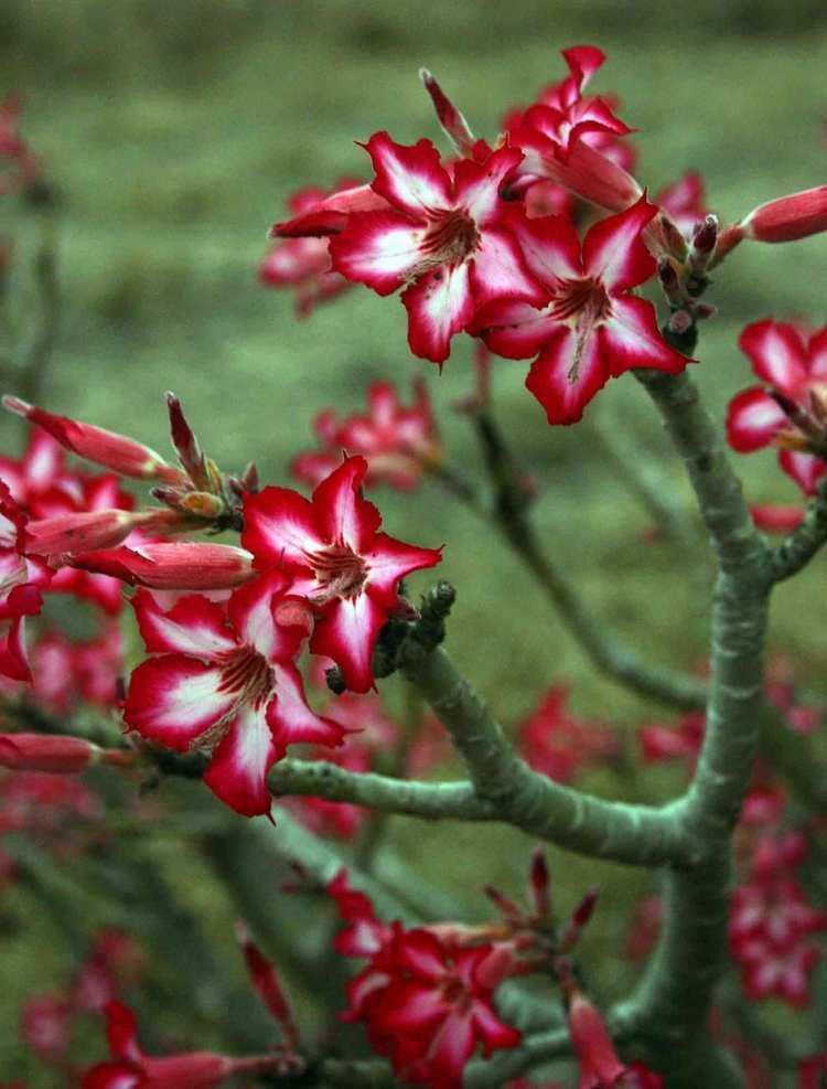 Adenium multiflorum Flora of Zimbabwe Cultivated species information individual