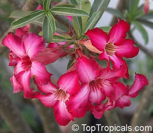 Adenium multiflorum Adenium multiflorum Desert Rose TopTropicalscom