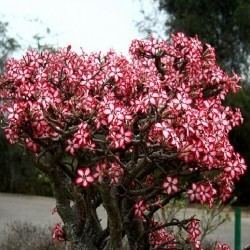 Adenium multiflorum Adenium multiflorum seeds