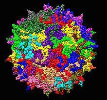 Adeno-associated virus Adenoassociated virus Wikipedia