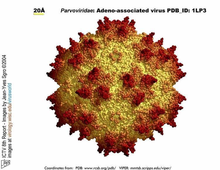 Adeno-associated virus Virusworld AdenoAssociated virus 2