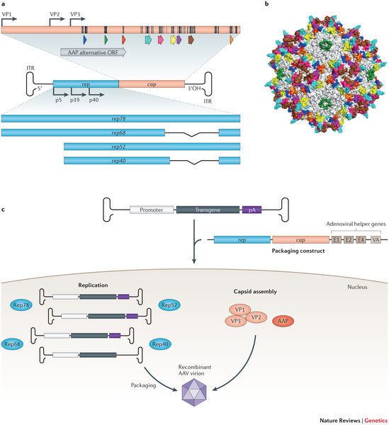 Adeno-associated virus Engineering adenoassociated viruses for clinical gene therapy