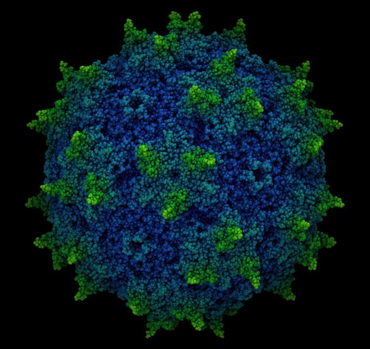 Adeno-associated virus Virusworld AdenoAssociated virus 2