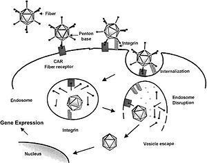 Adeno-associated virus AdenoAssociated Viruses as Gene Therapy Vectors MicrobeWiki