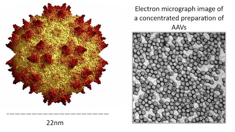 Adeno-associated virus AAV Introduction ABM Inc