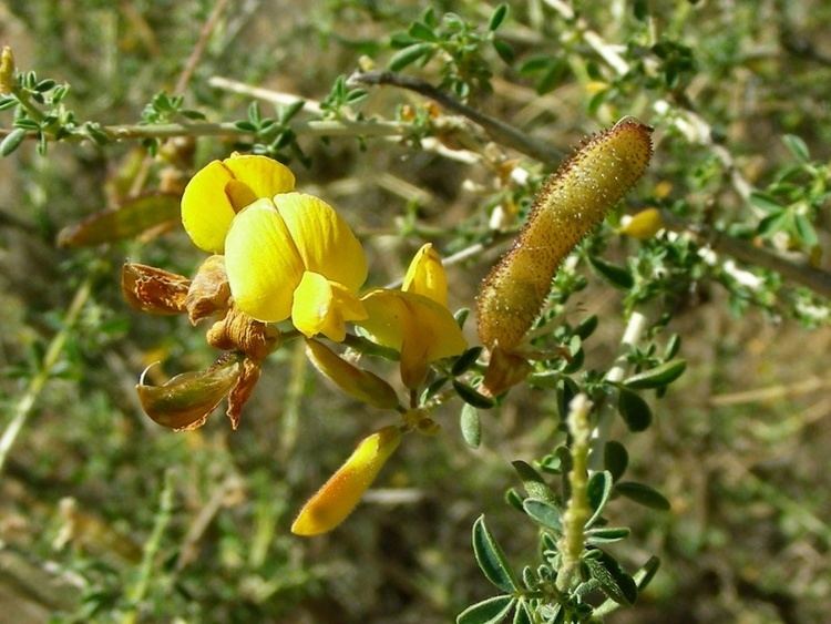 Adenocarpus Adenocarpus complicatus Codeso o rascaviejas rboles y arbustos