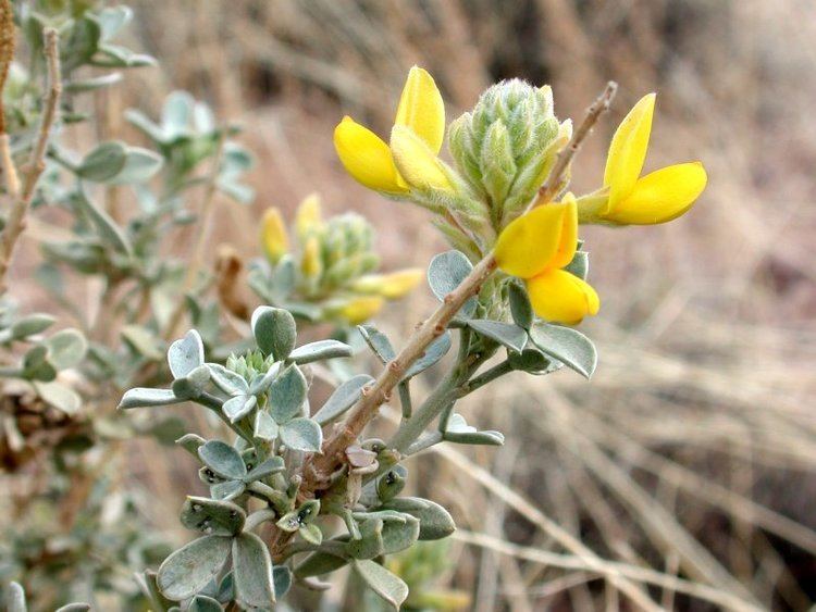 Adenocarpus Photoguide to the Plants of Southern Morocco