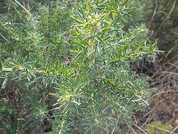 Adenocarpus hispanicus httpsuploadwikimediaorgwikipediacommonsthu