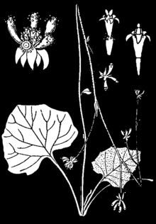 Adenocaulon httpsuploadwikimediaorgwikipediacommonsthu
