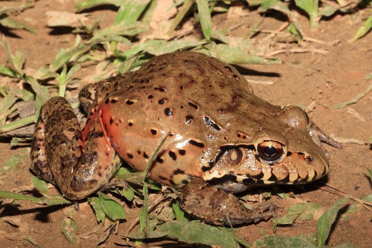 Adenomera CalPhotos Leptodactylus pentadactylus Smoky Jungle Frog