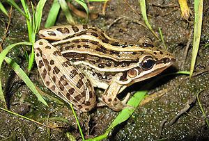 Adenomera Leptodactylus gracilis Wikispecies