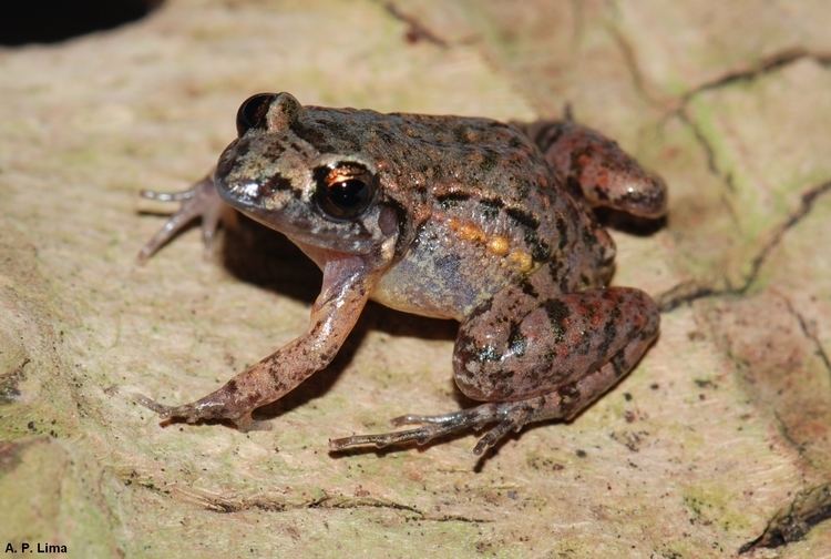 Adenomera Leptodactylus gr marmoratus ppbioinpagovbrinicio