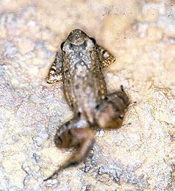 Adenomera hylaedactyla httpsuploadwikimediaorgwikipediacommonsthu