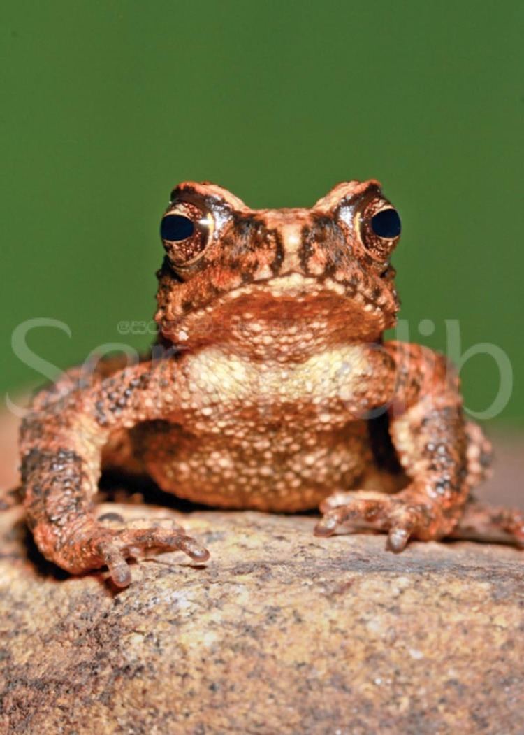 Adenomus kandianus Croaking amphibians of Sri Lanka