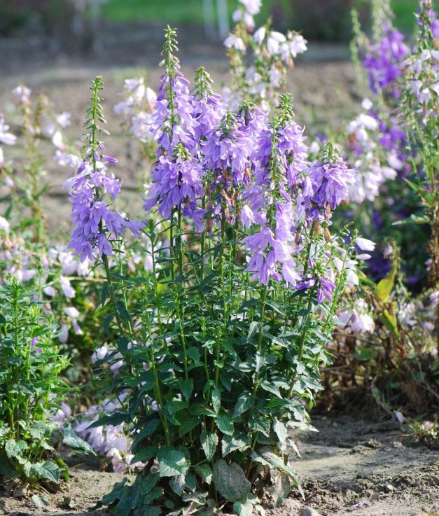 Adenophora Adenophora FAIRYBELLS 39Gaudi Violet39 PlantHaven