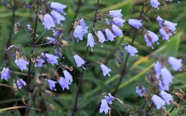 Adenophora Adenophora Plant How to Grow Ladybells