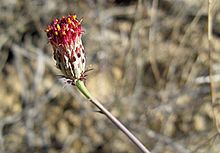 Adenophyllum porophylloides httpsuploadwikimediaorgwikipediacommonsthu