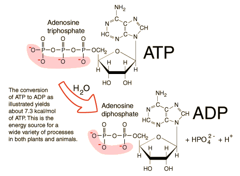 Adenosine diphosphate Adenosine Triphosphate