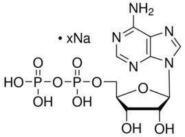 Adenosine diphosphate Adenosine 5diphosphate sodium salt bacterial 95 HPLC Sigma