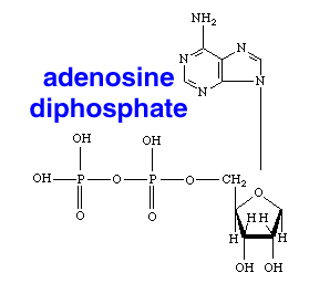 Adenosine diphosphate Transition State of an Adenosine Triphosphate Molecule