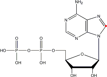 Adenosine diphosphate Adenosine diphosphate carbon14 and tritium labeled radiochemicals