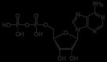 Adenosine diphosphate httpsuploadwikimediaorgwikipediacommonsthu